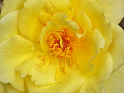 684520 (a): :2048x1536